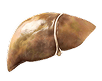 Fatty liver image