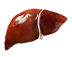 Healthy liver image