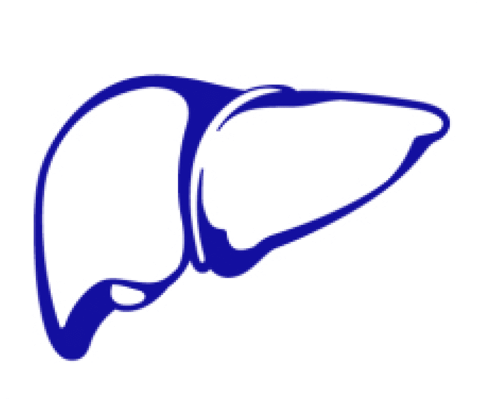 liver icon